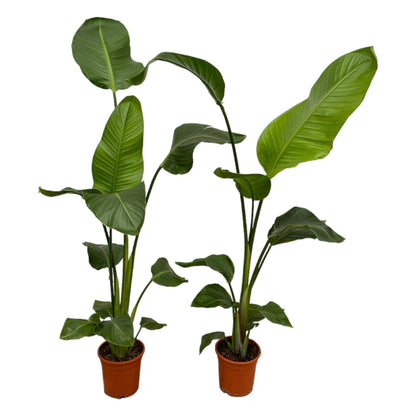 Kamerplant 2x Strelitzia Nicolai - Pot Ø 17cm Hoogte ↕ 100cm