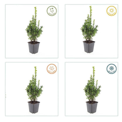 Buitenplant 6x Buxus Sempervirens - Pot Ø 9cm Hoogte ↕ 10-25cm