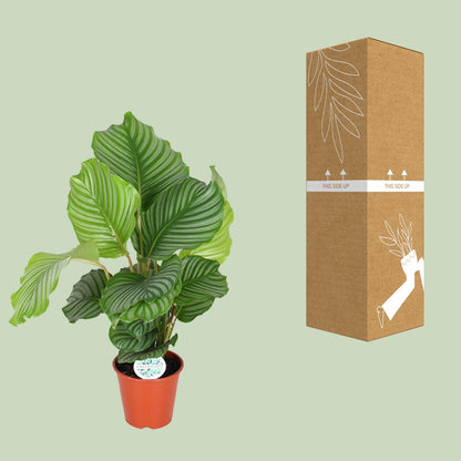 Kamerplant - Calathea Orbifolia - Pot Ø 17cm Hoogte ↕ 60cm
