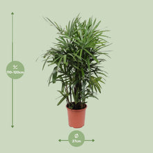 XL kamerplant - Rhapis Excelsa - Pot Ø 27cm Hoogte ↕ 120cm