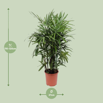 XL kamerplant - Rhapis Excelsa - Pot Ø 27cm Hoogte ↕ 120cm