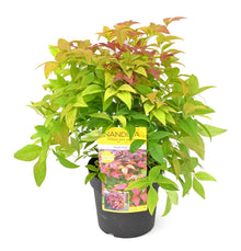 Buitenplant - Nandina domestica 'Blush Pink' - Pot Ø 19cm Hoogte ↕ 30cm