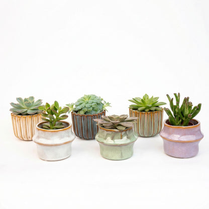 Kamerplant - Succulenten Set van 6 in Keramische Mini Potjes Barcelona - Hoogte ↕ 8-12cm