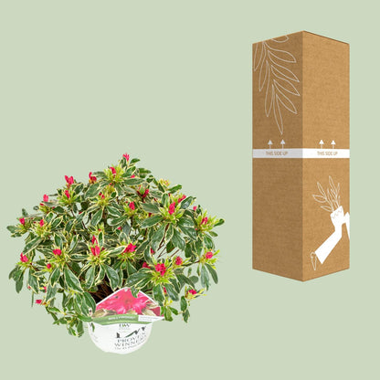 Buitenplant - Rhododendron 'Bollywood' - Bloeiend - Pot Ø 19cm Hoogte ↕ 30cm