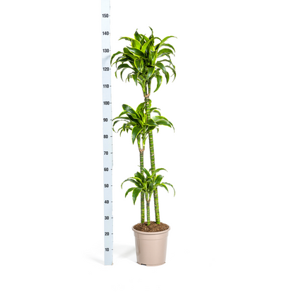 Kamerplant - Dracaena Deremensis Dorado - Pot Ø 24cm Hoogte ↕ 120-140cm