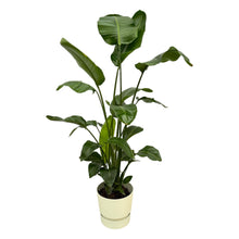 XL Kamerplant - Strelitzia Nicolai - Pot Ø 30cm Hoogte ↕ 160cm