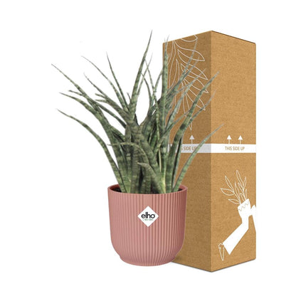 Kamerplant - Sansevieria Fernwood Punk - Pot Ø 14cm