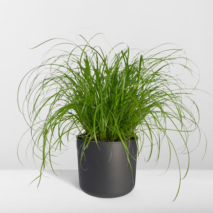 Kamerplant - Cyperus Alternifolius - Kattengras - Pot Ø 12cm Hoogte ↕ 20cm