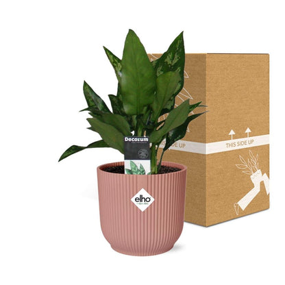 Kamerplant - Aglaonema Maria - Pot Ø 14cm
