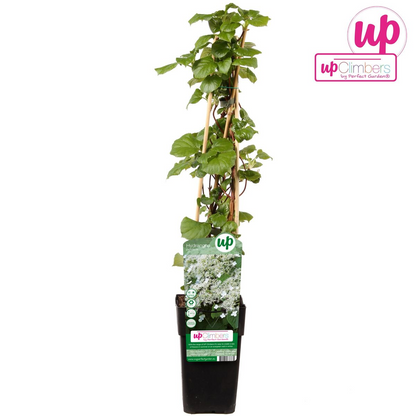 Buitenplant - Hydrangea petiolaris - Klimhortensia - Pot Ø 15cm Hoogte ↕ 65cm