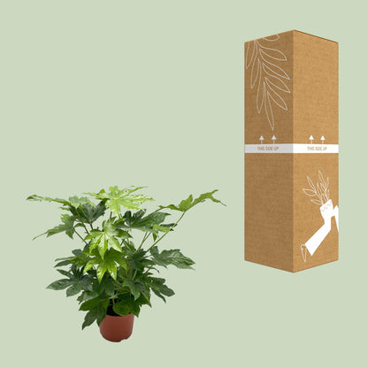 Kamerplant - Fatsia Japonica - Pot Ø 21cm Hoogte ↕ 85cm