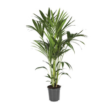 XL kamerplant - Howea Forsteriana - Pot Ø 21cm Hoogte ↕ 120cm