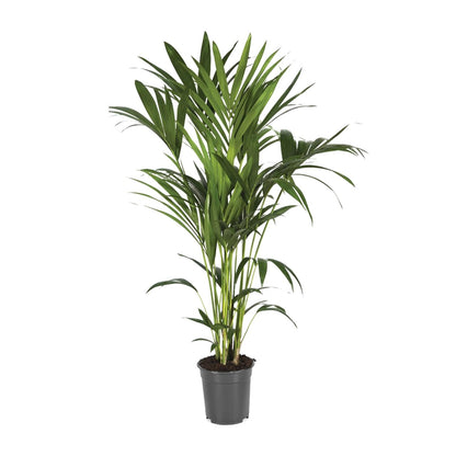 XL kamerplant - Howea Forsteriana - Pot Ø 21cm Hoogte ↕ 120cm