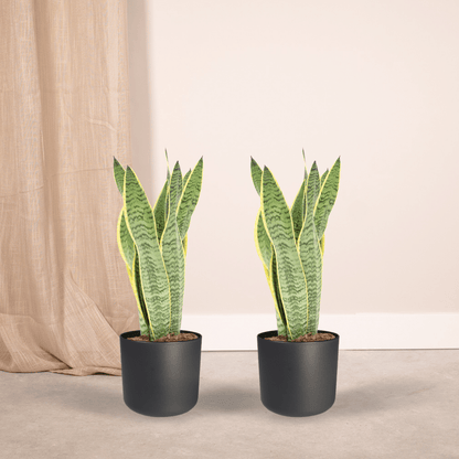Kamerplant 2x Sansevieria Laurentii - Vrouwentong - Pot Ø 14cm Hoogte ↕ 40cm