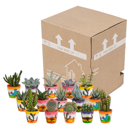 Kamerplant 15x Cactus en vetplanten mix - in Mexicaanse pot - Pot Ø 5,5cm