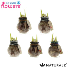Naturalz Deco Mix - 3 stuks - Pot Ø 7cm Hoogte ↕ 15cm