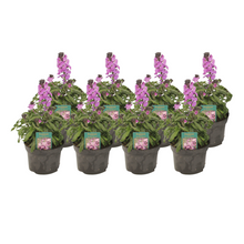 Buitenplant 8x Erysimum linifolium 'Bowles Mauve' - Bloeiend - Pot Ø 13cm Hoogte ↕ 30cm