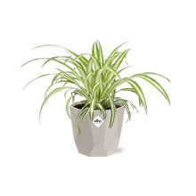 Kamerplant - Chlorophytum Comosum Variegatum - Luchtzuiverend - Pot Ø 14cm