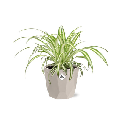 Kamerplant - Chlorophytum Comosum Variegatum - Luchtzuiverend - Pot Ø 14cm