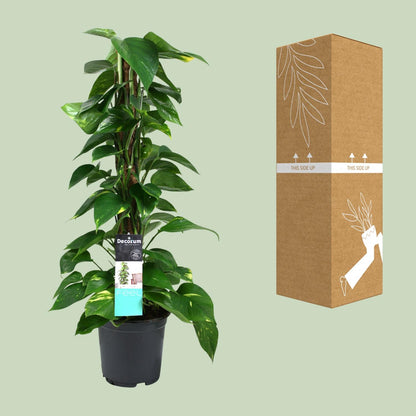 Kamerplant - Scindapsus (Epipremnum) - Pot Ø 19cm Hoogte ↕ 80cm