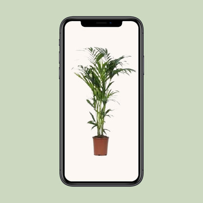 XL kamerplant - Howea - Pot Ø 24cm Hoogte ↕ 140cm