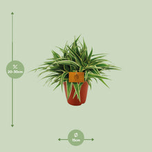 Kamerplant - Chlorophytum Ocean - Pot Ø 15cm Hoogte ↕ 25cm