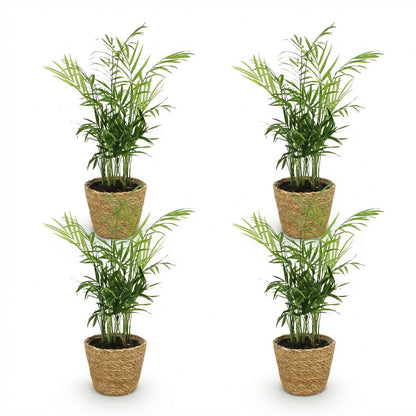 Kamerplant 4x Chamaedorea elegans - Goudpalm - Pot Ø 12cm Hoogte ↕ 15cm