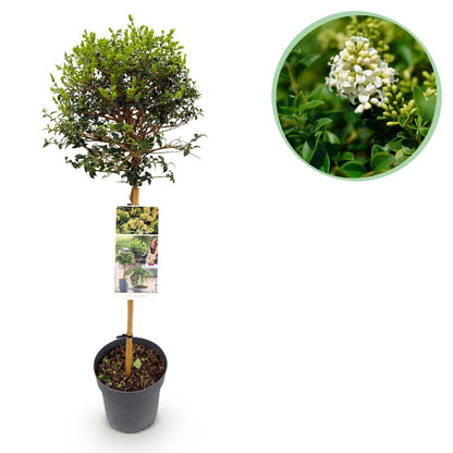 Buitenplant - Ligustrum delavayanum op stam - Terrasboom - Winterhard - Pot Ø 19cm Hoogte ↕ 90cm