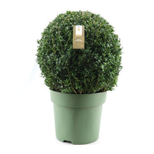 Buitenplant - Buxus Sempervirens Ball - Winterhard - Pot Ø 33cm Hoogte ↕ 70cm