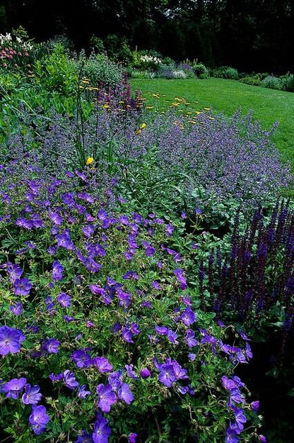 Buitenplant 48x Geranium 'Johnson's Blue' - Bloeiend - Pot Ø 9cm Hoogte ↕ 10-25cm