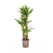 XL kamerplant - Yucca Elephantipes - Pot Ø 24cm Hoogte ↕ 120-140cm