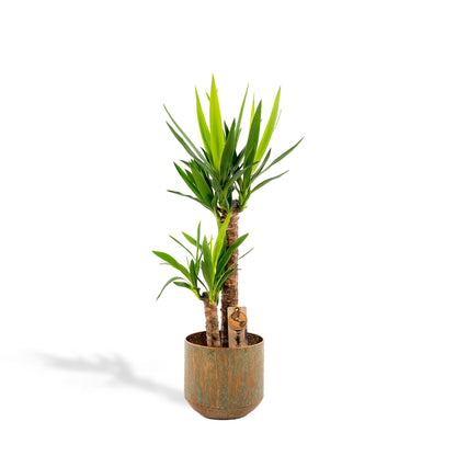 Kamerplant - Yucca - Pot Ø 21cm Hoogte ↕ 100cm