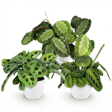 Kamerplant 3x Marantha mix - Gebedsplant - Pot Ø 12cm Hoogte ↕ 25cm