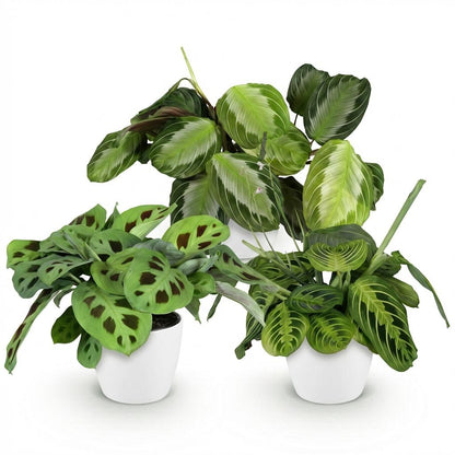 Kamerplant 3x Marantha mix - Gebedsplant - Pot Ø 12cm Hoogte ↕ 25cm