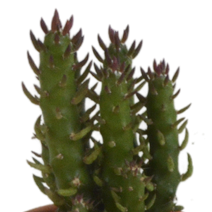 Kamerplant 5x Cactus mix - in terracotta pot - Pot Ø 5.5cm
