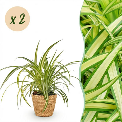 Kamerplant 2x Chlorophytum comosum Variegatum - Pot Ø 12cm Hoogte ↕ 20cm