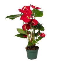 Kamerplant - Anthurium Red - Pot Ø 12cm Hoogte ↕ 40cm