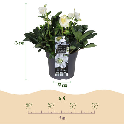 Buitenplant 2x Helleborus Christmas Carol - Bloeiend - Pot Ø 17cm Hoogte ↕ 35cm