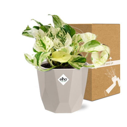 Kamerplant - Epipremnum Pinnatum Happy Leaf - Pot Ø 14cm