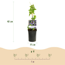 Buitenplant 2x Passiflora 'Damsels Delight' - Bloeiend - Pot Ø 11cm Hoogte ↕ 40cm