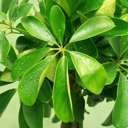 Green BoutiQ - Green is... Kamerplanten - Schefflera Nora - Vingerboom - Weinig onderhoud - Groen - 1 Plant - Pot 21cm - Hoogte 70-82cm