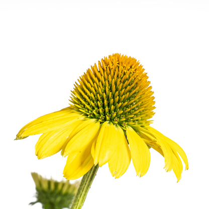 Buitenplant - Echinacea Purpurea Yellow - Bloeiend - Pot Ø 19cm Hoogte ↕ 60-70cm