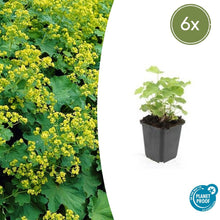 Buitenplant 6x Alchemilla mollis - Bloeiend - Pot Ø 9cm Hoogte ↕ 10-25cm