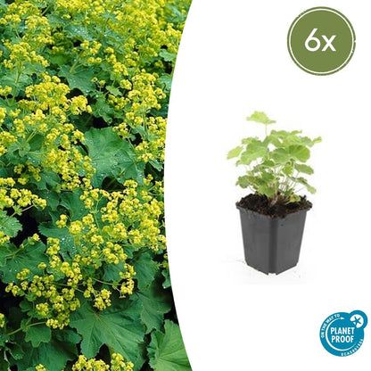 Buitenplant 6x Alchemilla mollis - Bloeiend - Pot Ø 9cm Hoogte ↕ 10-25cm