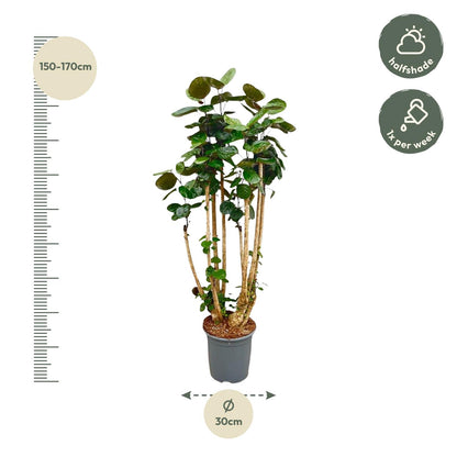 XL plant - Polyscias Fabian - Pot Ø 30cm Hoogte ↕ 150cm