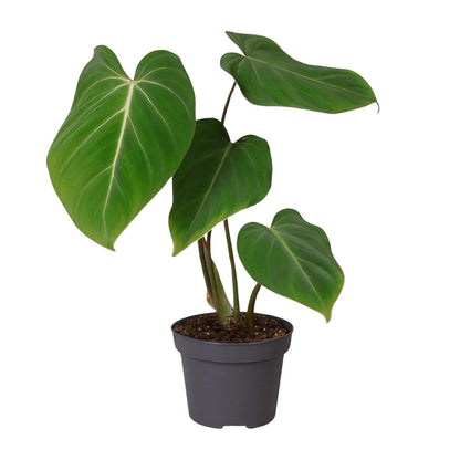 Kamerplant - Philodendron gloriosum - Pot Ø 12cm Hoogte ↕ 35cm