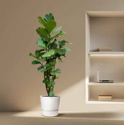 XL Kamerplant - Ficus Lyrata vertakt - Pot Ø 45-50cm Hoogte ↕ 200cm