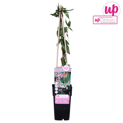 Buitenplant - Lonicera henryi - Klimplant - Pot Ø 15cm Hoogte ↕ 65cm