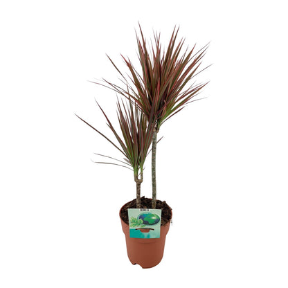 Kamerplant - Dracaena Marginata Bicolor - Pot Ø 19cm Hoogte ↕ 70cm