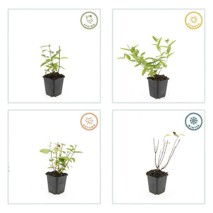 Buitenplant 60x Hypericum inodorum 'Annebel' - Bloeiend - Pot Ø 9cm